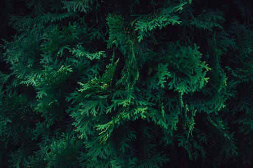 A close up of green Thuja tree branches