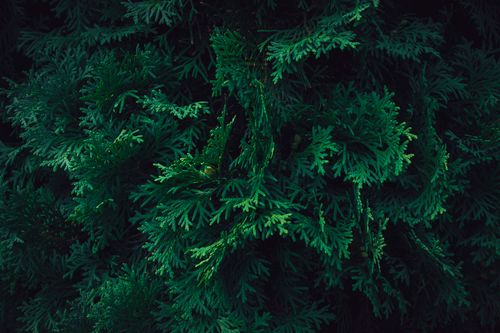 Free Close-up view of vibrant green thuja branches with a dark moody background. Stock Photo