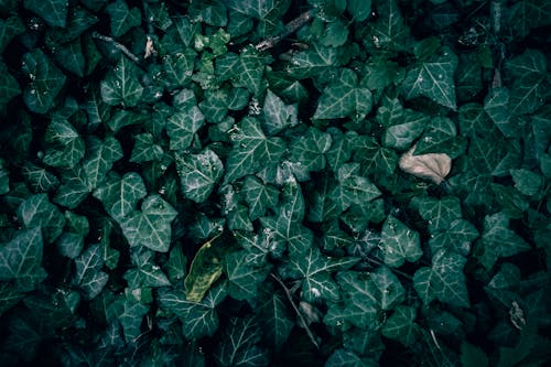 A close up of common green ivy texture with rain drops