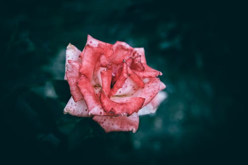 A close up of a pink and white rose with spots