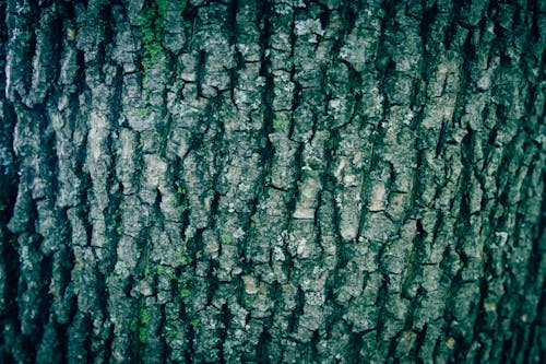 A close up of an old tree bark texture with lichen