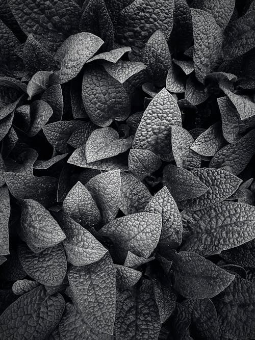 Darmowe zdjęcie z galerii z abstrakcyjny, czarno-biały, drzewo