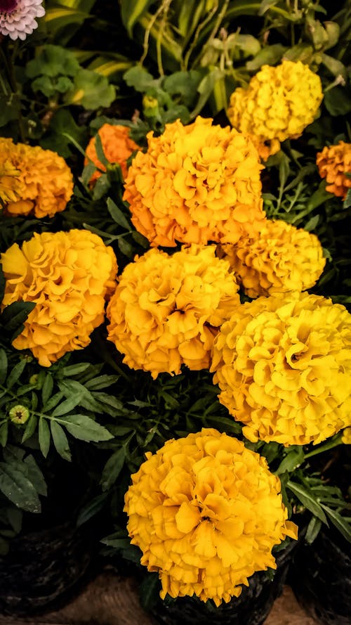 Ingyenes stockfotó sárga virágok témában