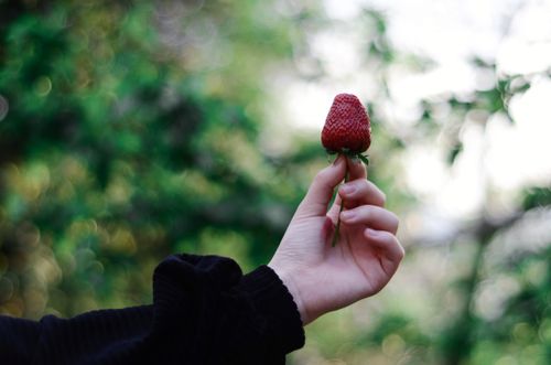 Free A hand holds a fresh strawberry against a blurred green background, capturing the essence of freshness. Stock Photo