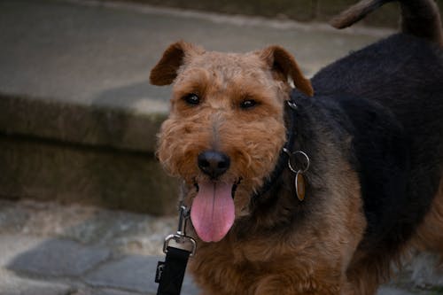 Free stock photo of brown, collar, dog