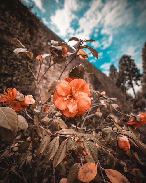 Immagine gratuita di dettaglio, fiore, macro