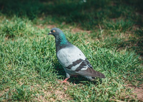 Rock Dove On Ground