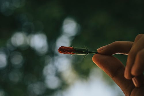 Selective Focus Photography of Unbloom Flower