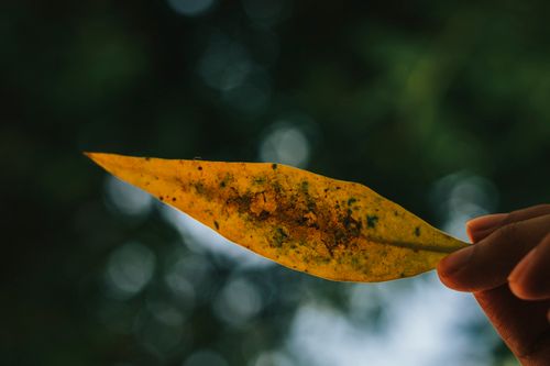 Free A detailed close-up of a yellow leaf held against a blurred green backdrop, capturing nature's transition. Stock Photo