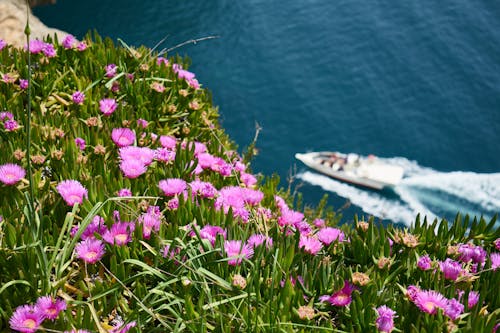 White Motor Boat on Body of Water Beside Purple Flower Field