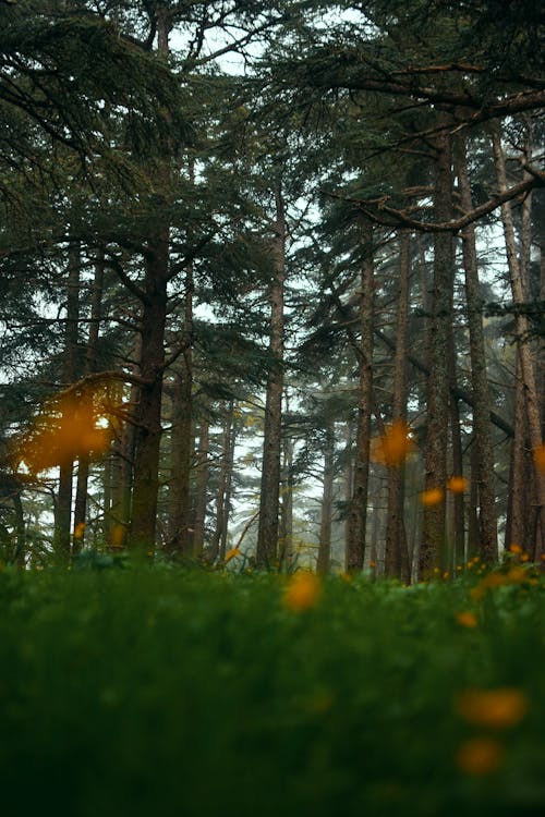 Imagine de stoc gratuită din adâncime de câmp, arbori, arbori veșnic verzi