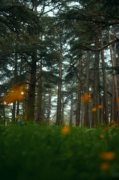 Serene forest view with towering cedar trees and wildflowers in Algeria's wilderness.