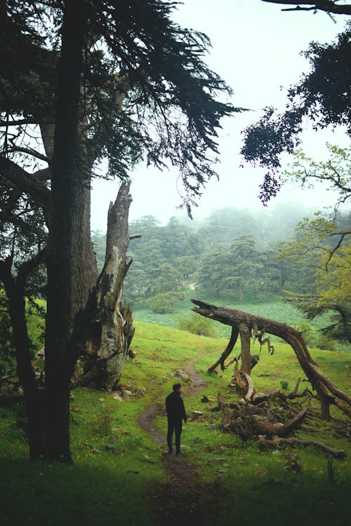 Darmowe zdjęcie z galerii z droga nieutwardzona, drzewa, gałąź drzewa
