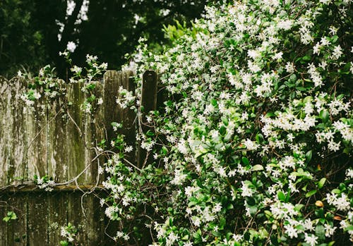 White Petaled Flowers on Wall