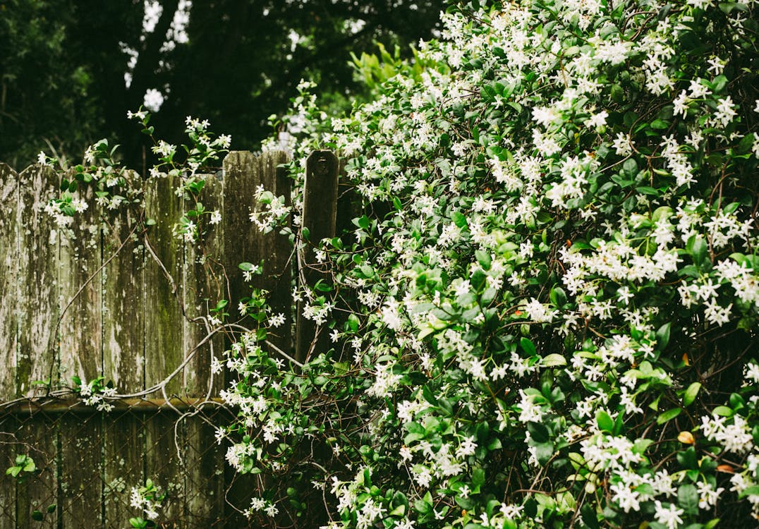 White Petaled Flowers on Wall