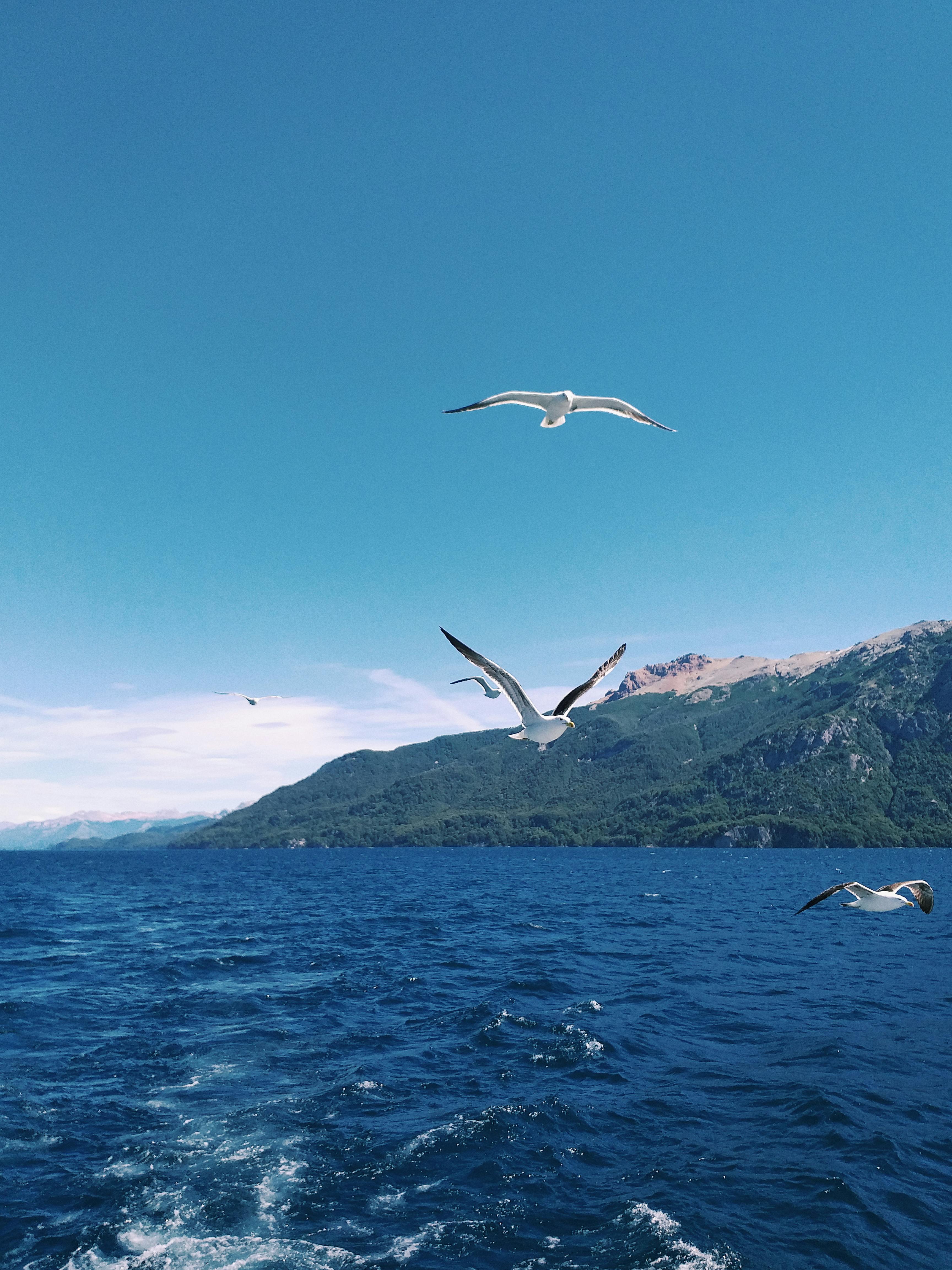 Flock of Birds Flying Above Body of Water Flock of Birds Flying Above Body of Water