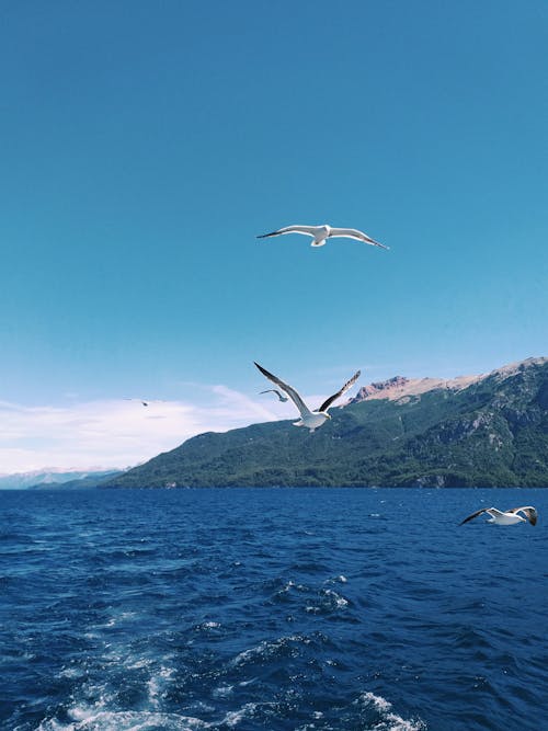 水域の上を飛んでいる鳥の群れ