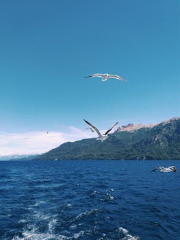 在阿根廷内乌肯的原始湖泊上，海鸥翱翔，展现了自然美景与宁静