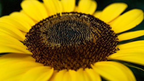 ayçiçeği, ayrıntı, Çiçek açmak içeren Ücretsiz stok fotoğraf