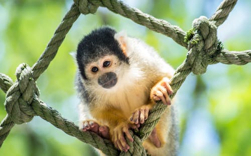 callicebus, 動物, 動物園 的 免費圖庫相片