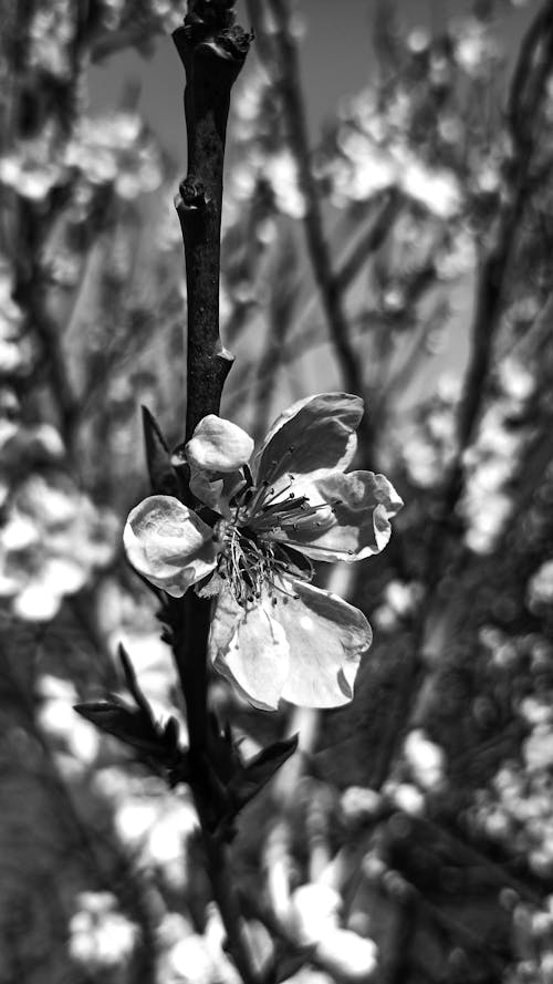 リンゴの木, 咲く, 咲く花の無料の写真素材
