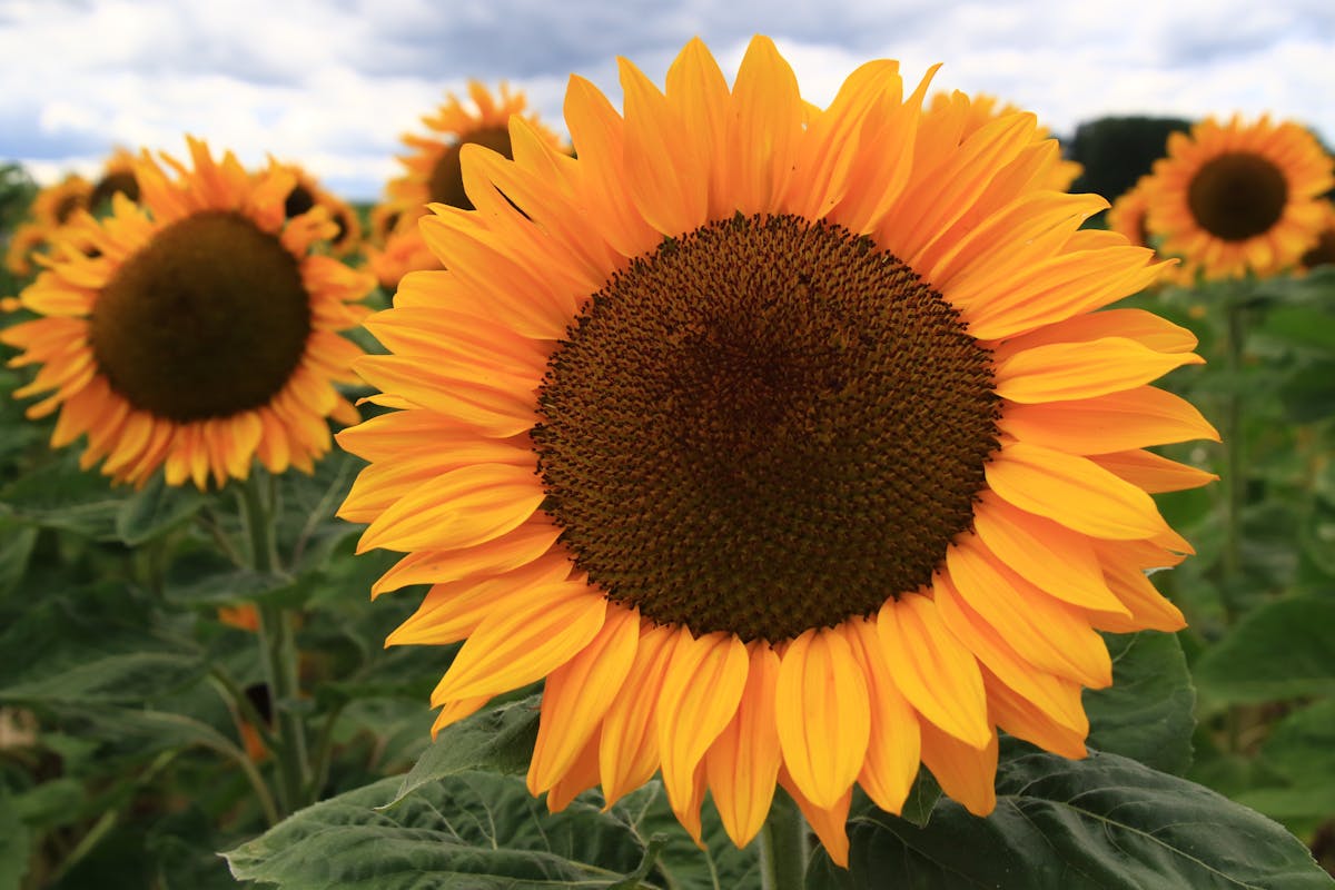 Colorful vegetables like broccoli, carrots, and cabbage being sautéed in a pan