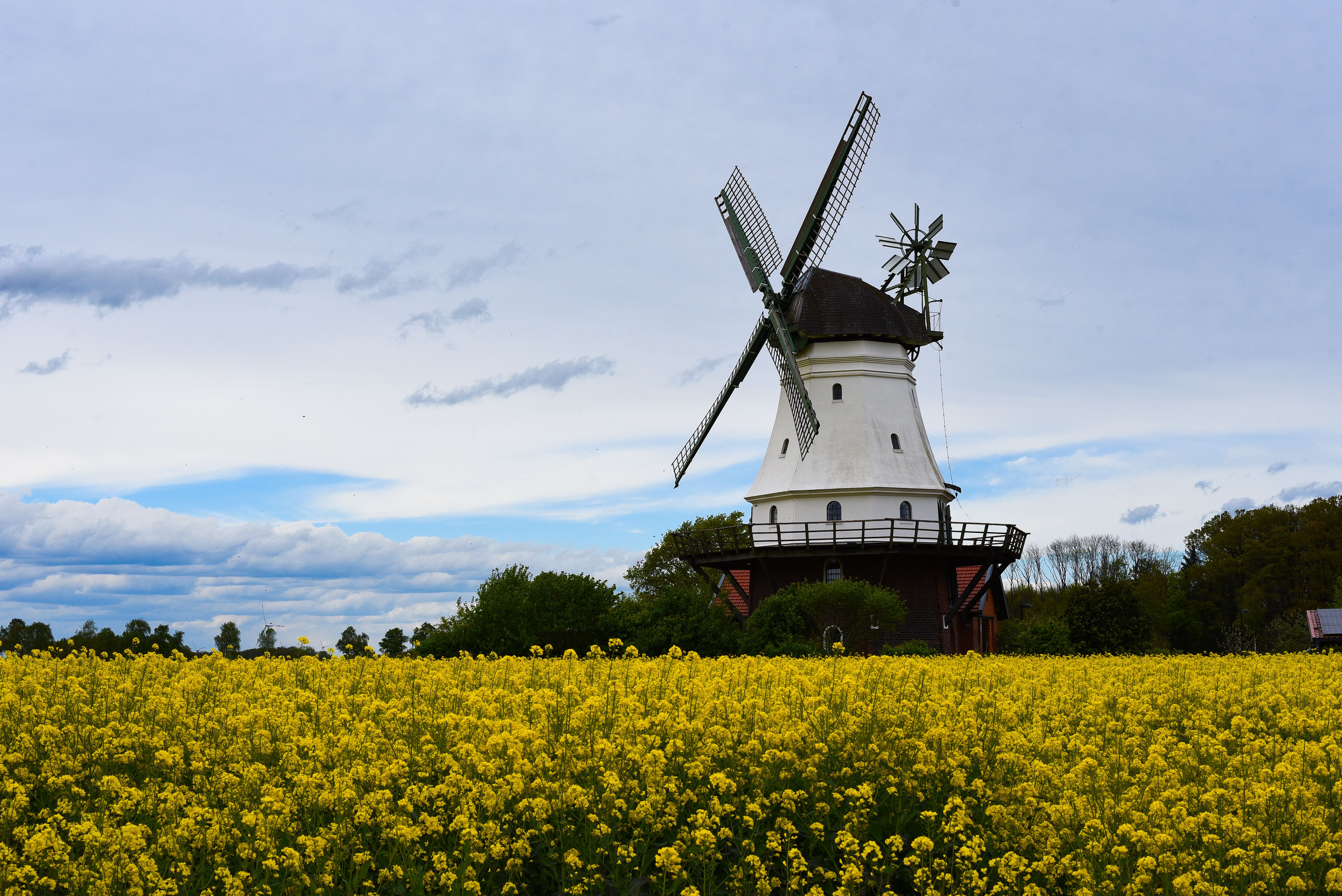 Picturesque windmill among vibrant yellow canola flowers in rural Bassum, Germany, showcasing serene countryside charm.