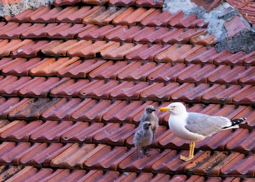 Imagine de stoc gratuită din acoperiș, animal, baby anim