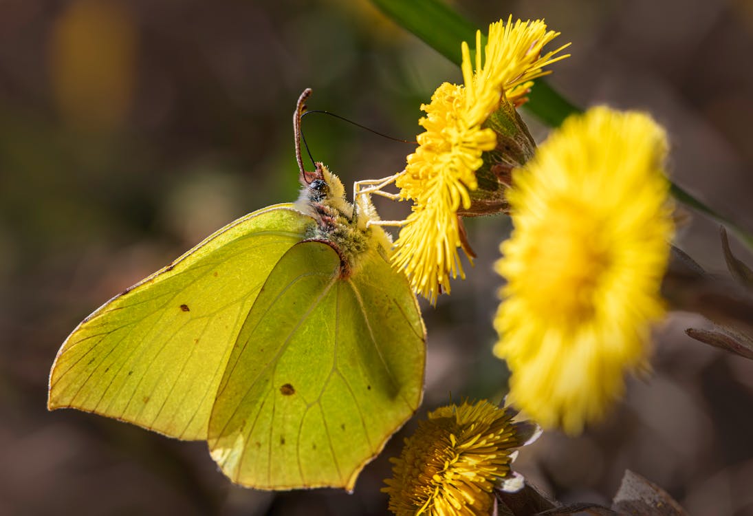 A yellow butterfly sitting on a yellow flower