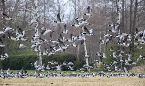 Бесплатное стоковое фото с болотные птицы, виды гусей, виды птиц