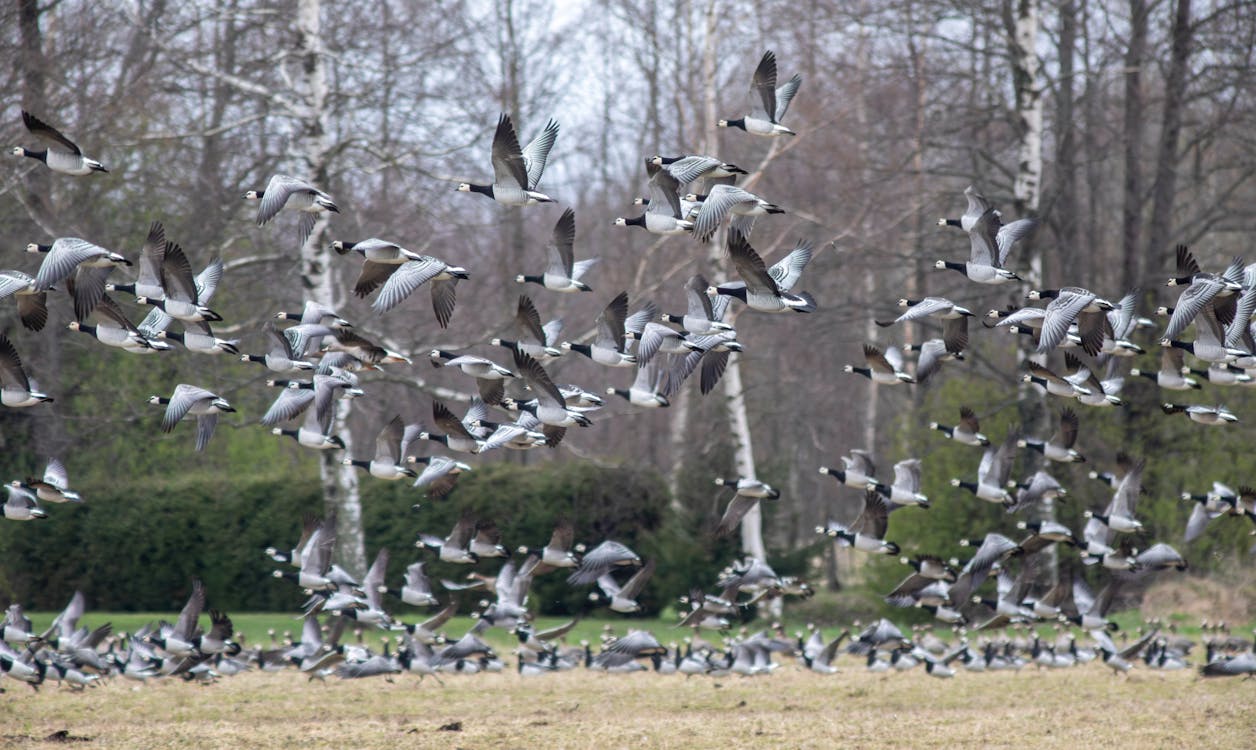 A flock of geese flying over a field