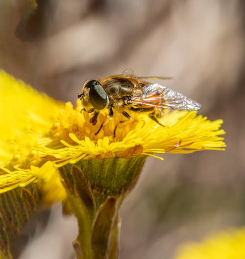 Foto d'estoc gratuïta de a l'aire lliure, abella, ala