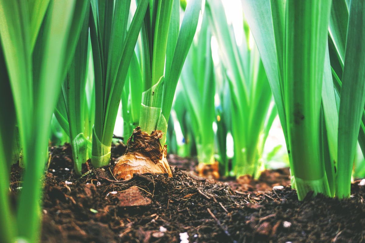 Beginner Vegetable Gardening Guide — Gardening inspiration photo