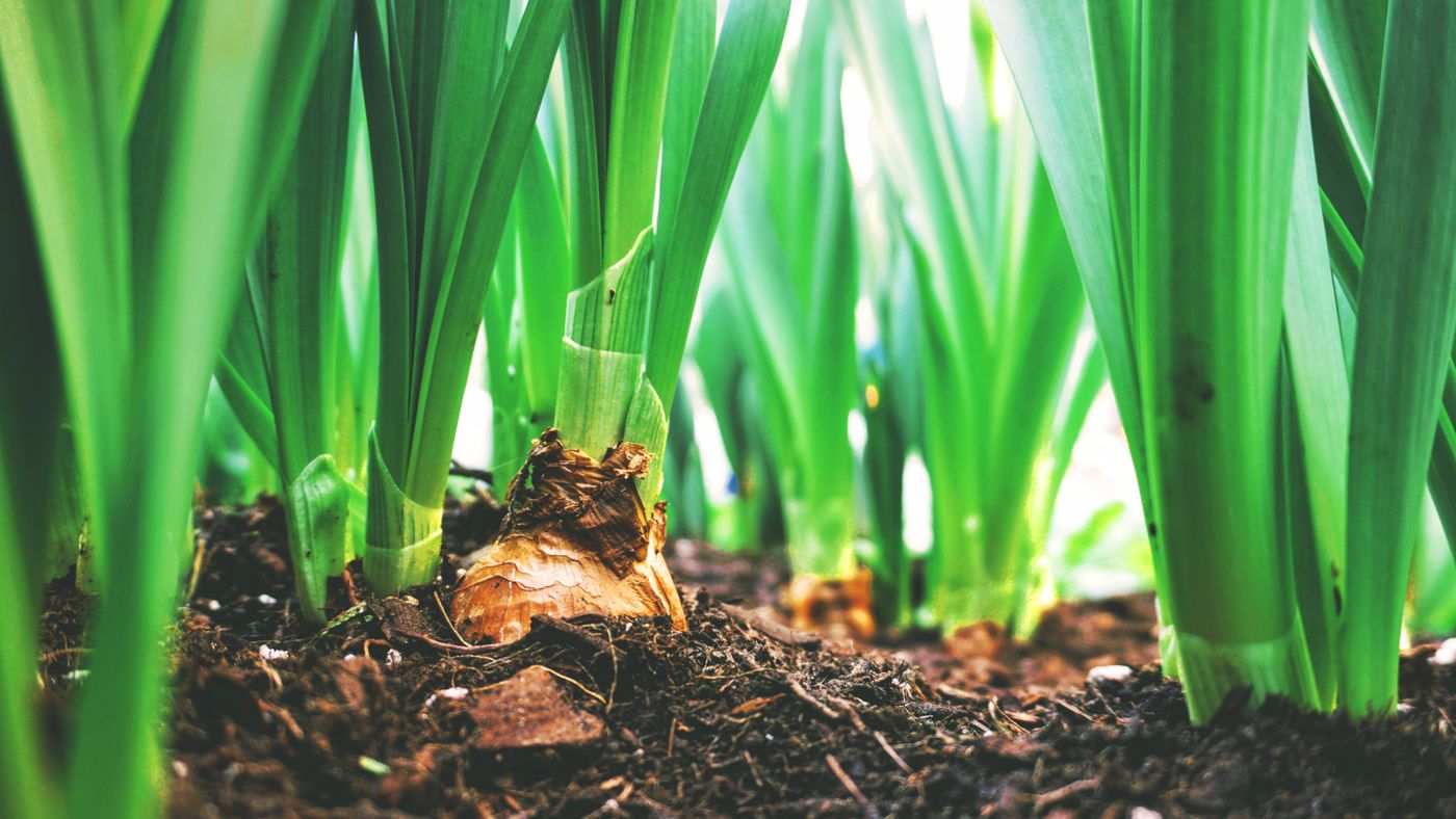 Garden Winterization: Mulch, Bulbs, and the Plants Worth Saving