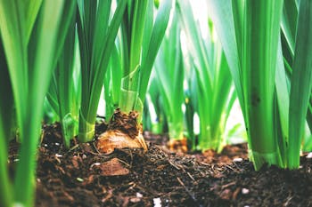 Close-Up Photo of Plants