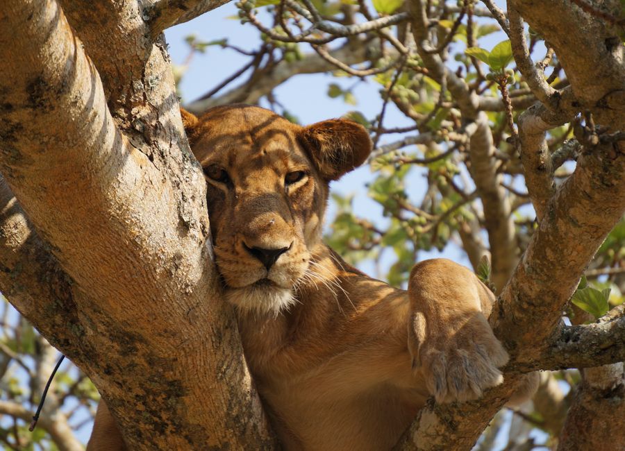 A majestic lioness rests gracefully in a tree in Uganda's wilderness, showcasing the beauty of wildlife.