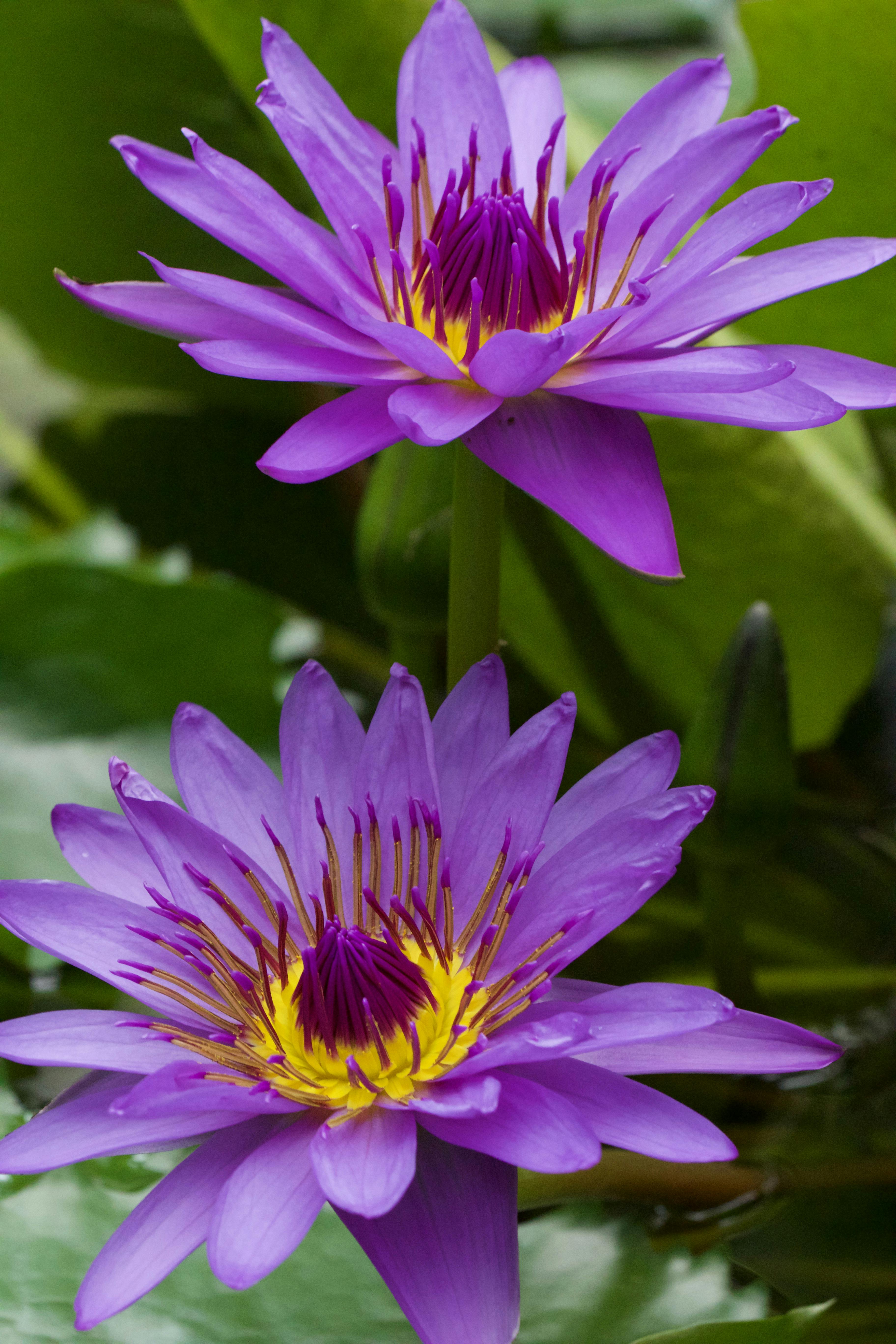 Lies and Half-Truths