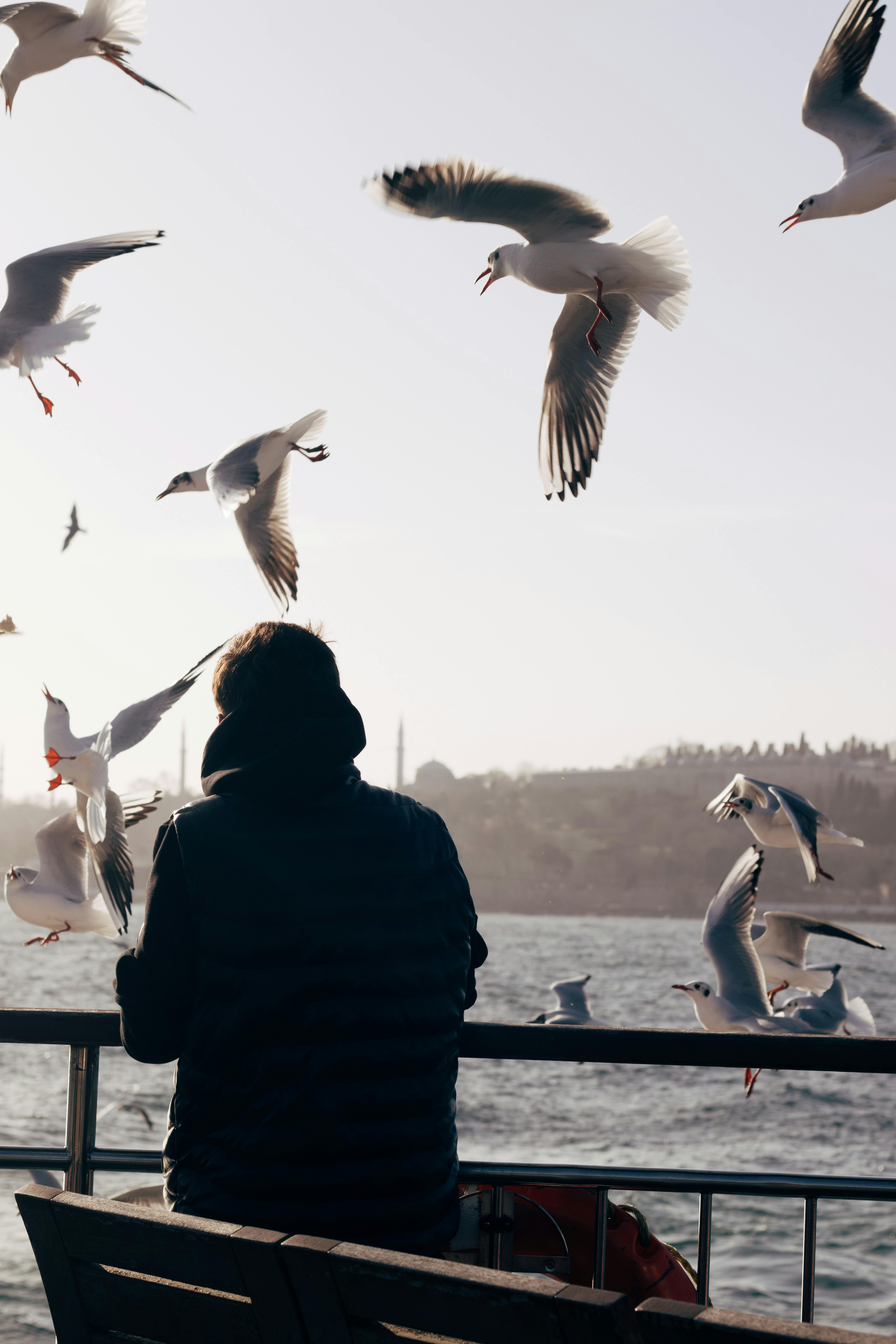 A serene coastal scene with a person watching seagulls fly at dusk by the sea.