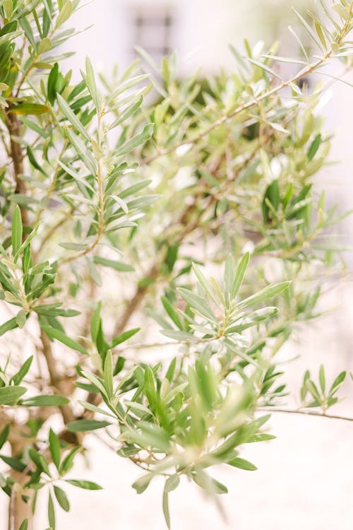 A close up of a green olive tree