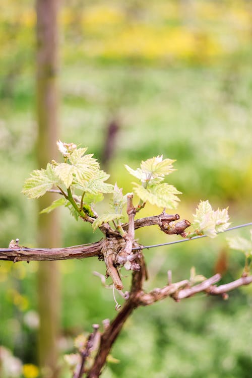 A vine with green leaves and green buds