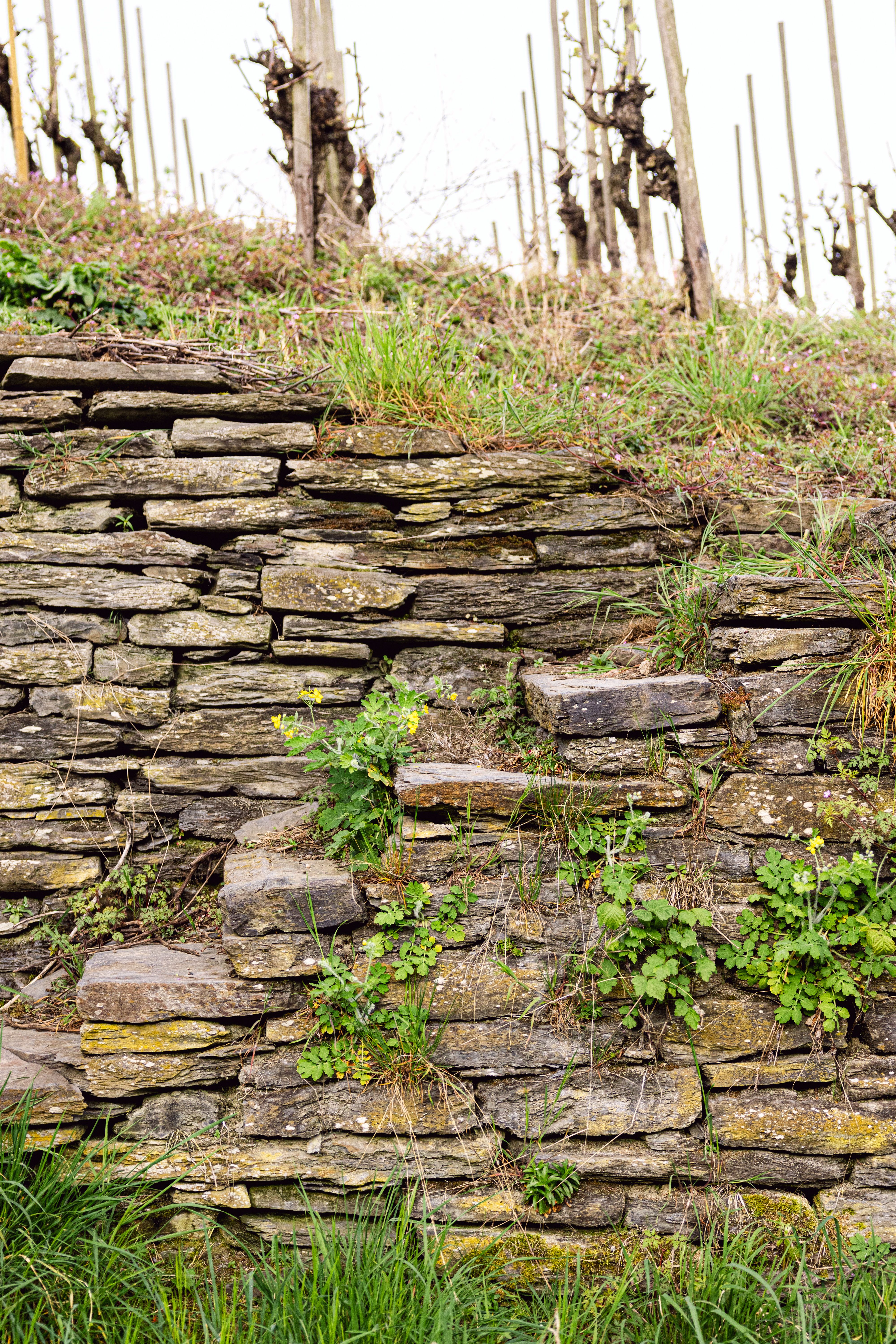 Restanques — murs de pierres sèches et vignes en terrasses