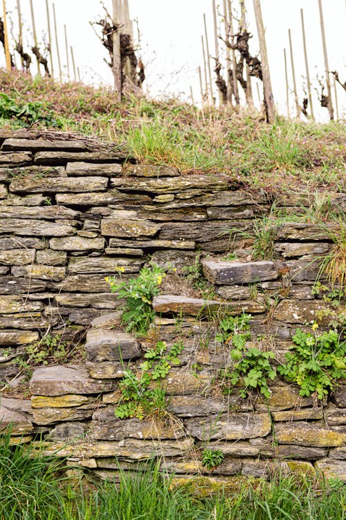 A stone wall with vines growing on it
