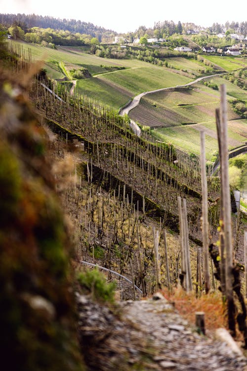 A view of a vineyard and hills in the background