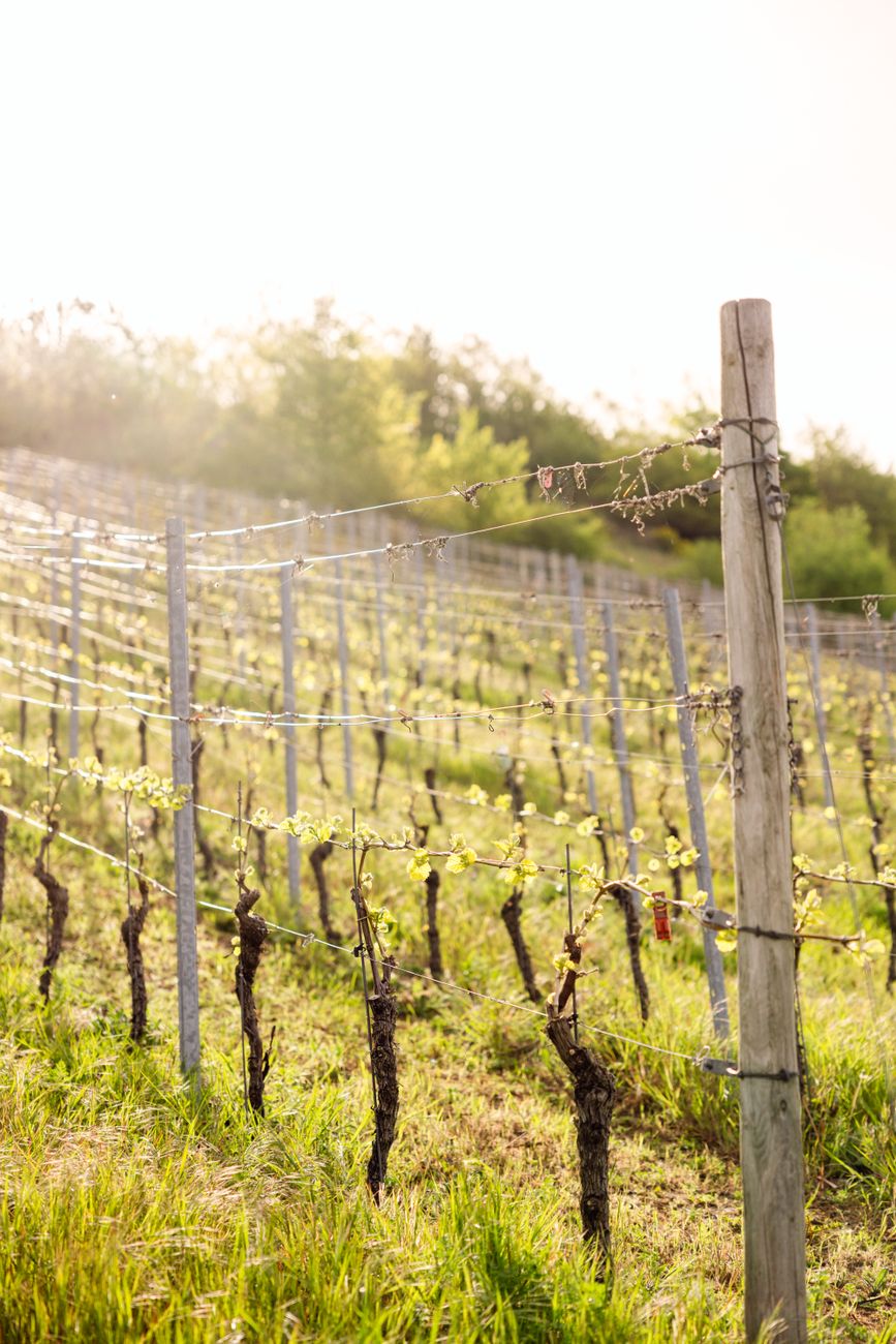 A vibrant vineyard under golden sunlight showcasing young vines and natural growth.