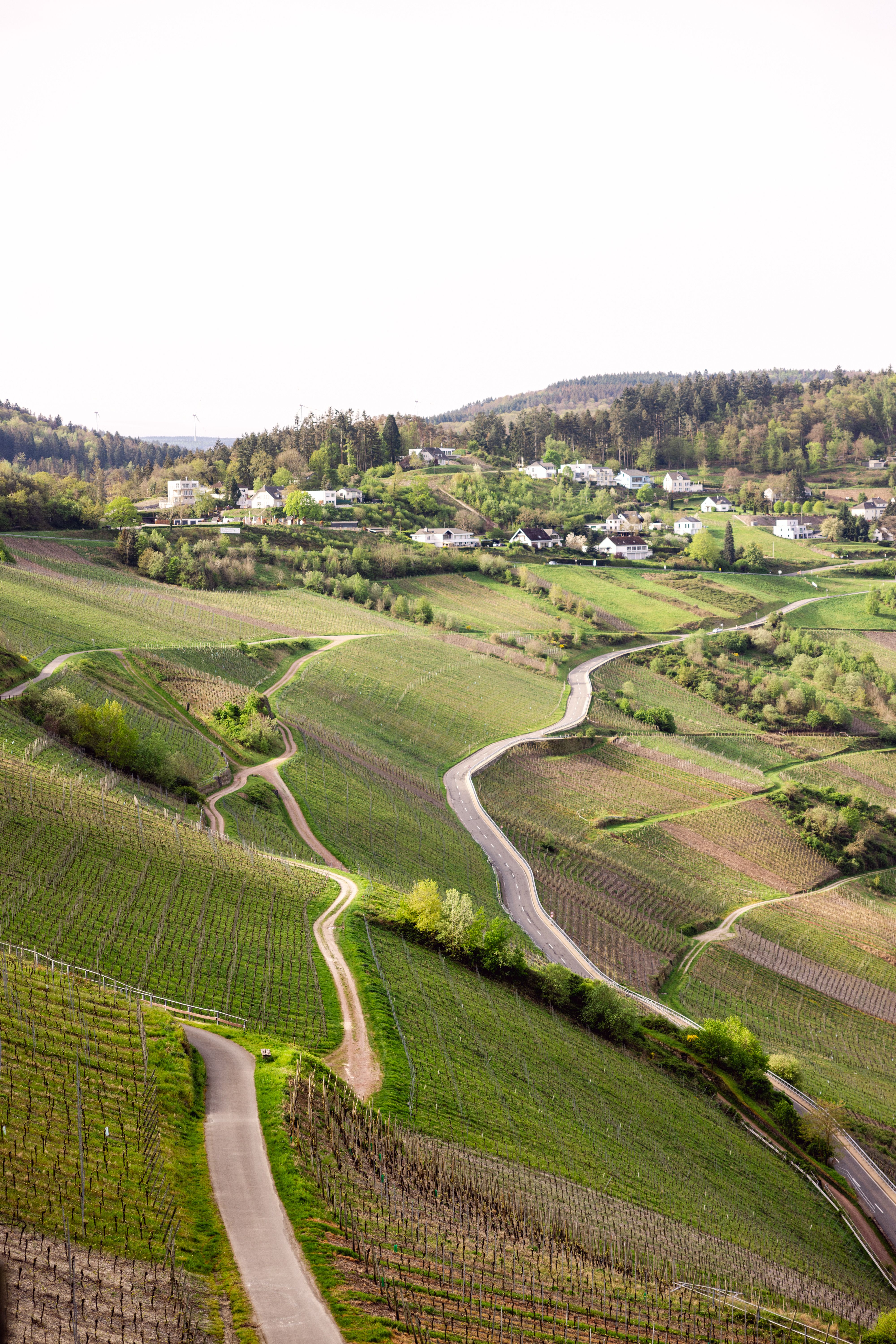 Viñedos en una ladera