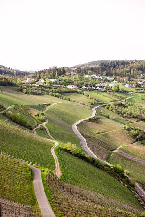 A winding road in the middle of a vineyard