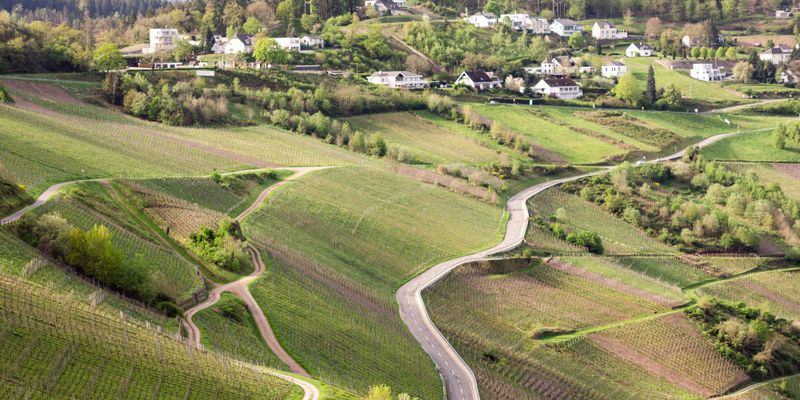 Viñedos en una ladera