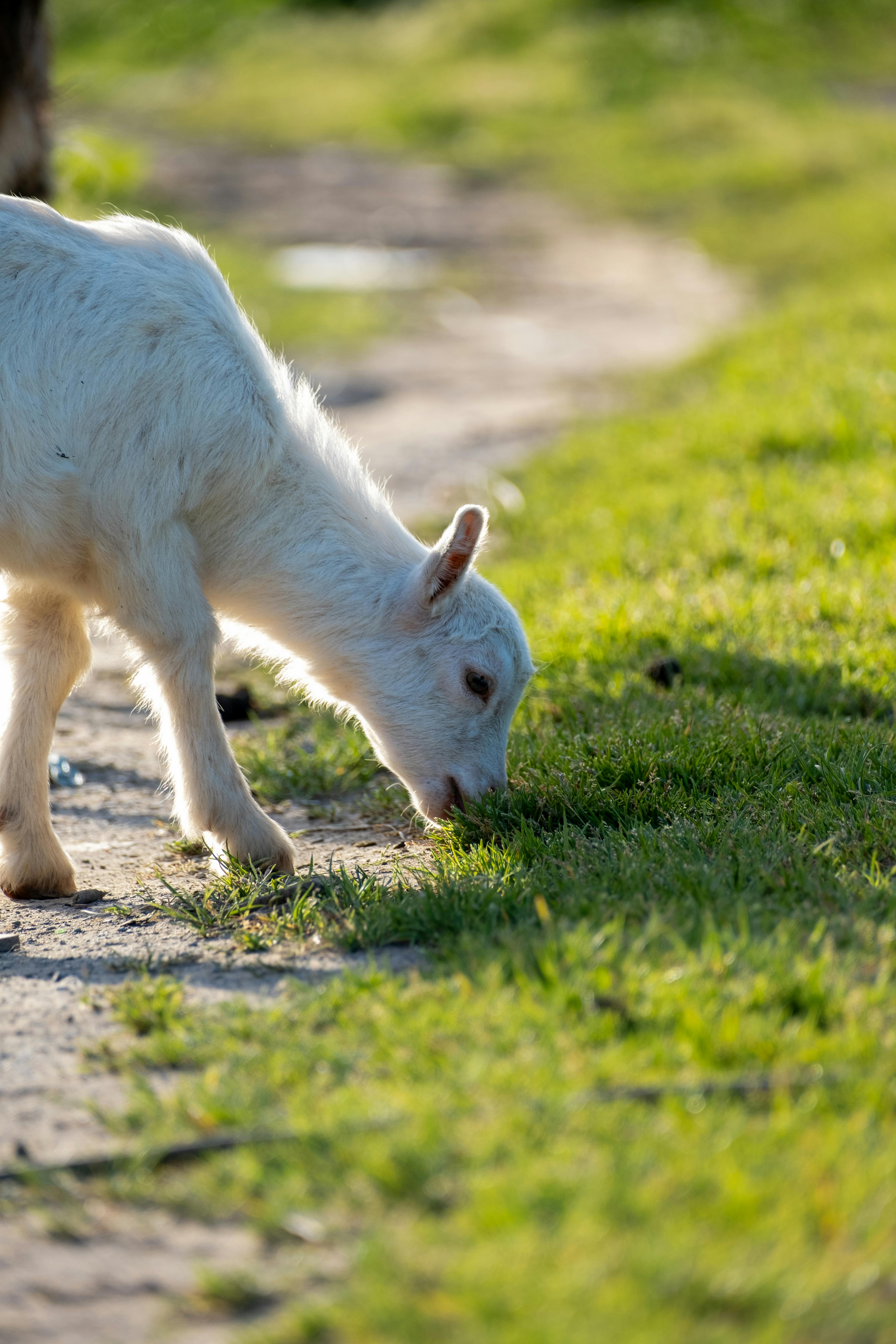 Charming baby goat nibbling grass on a sunny rural path. Perfect for farm and nature themes.