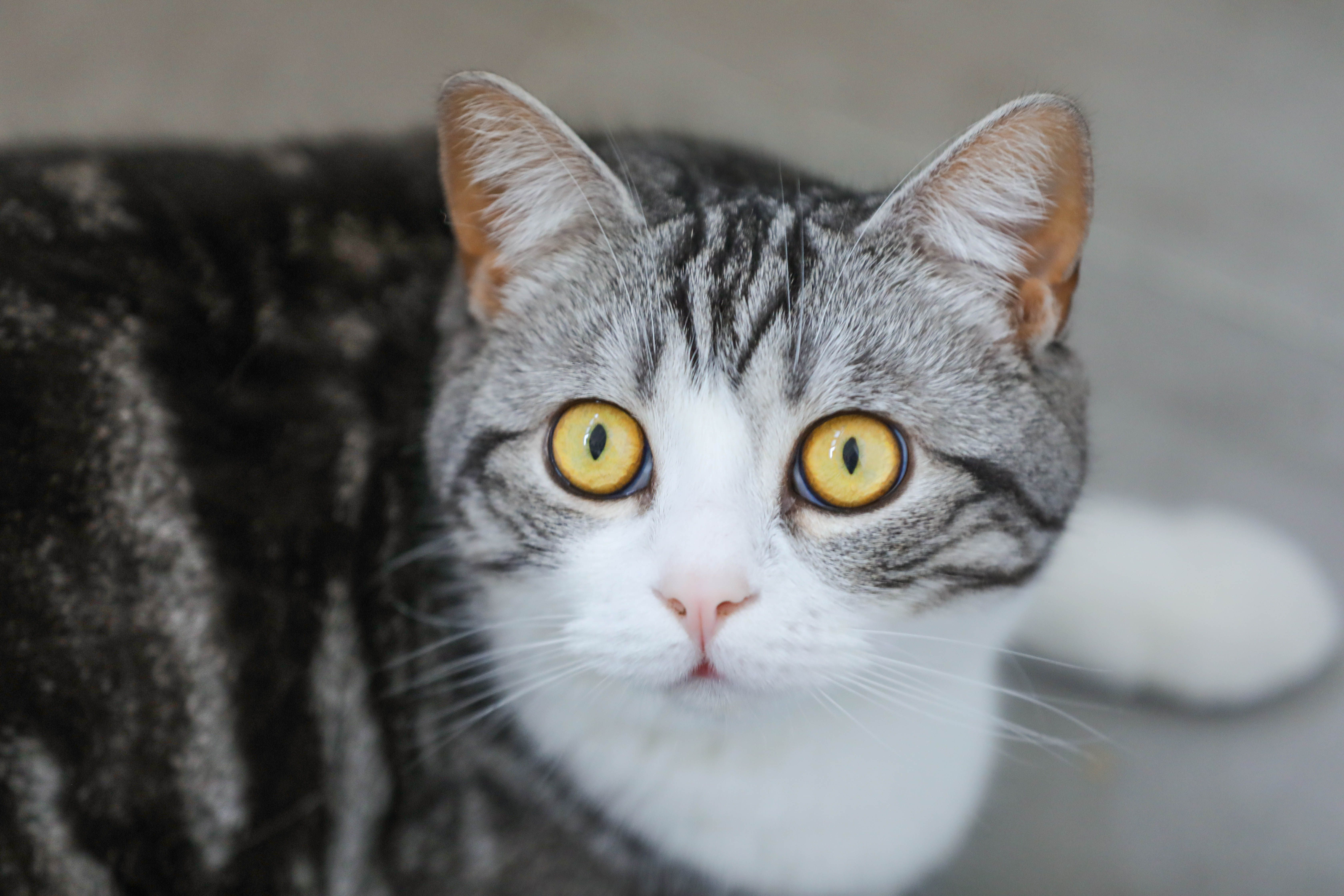 Close-up tabby cat with bright yellow eyes