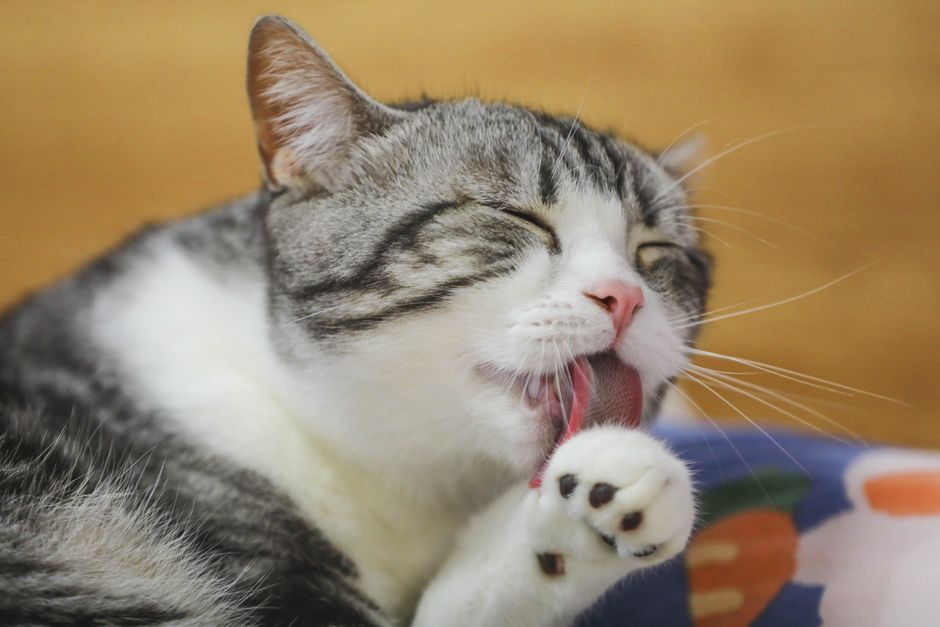 Gray and white tabby cat with its eyes closed, licking a raised front paw on a patterned cushion